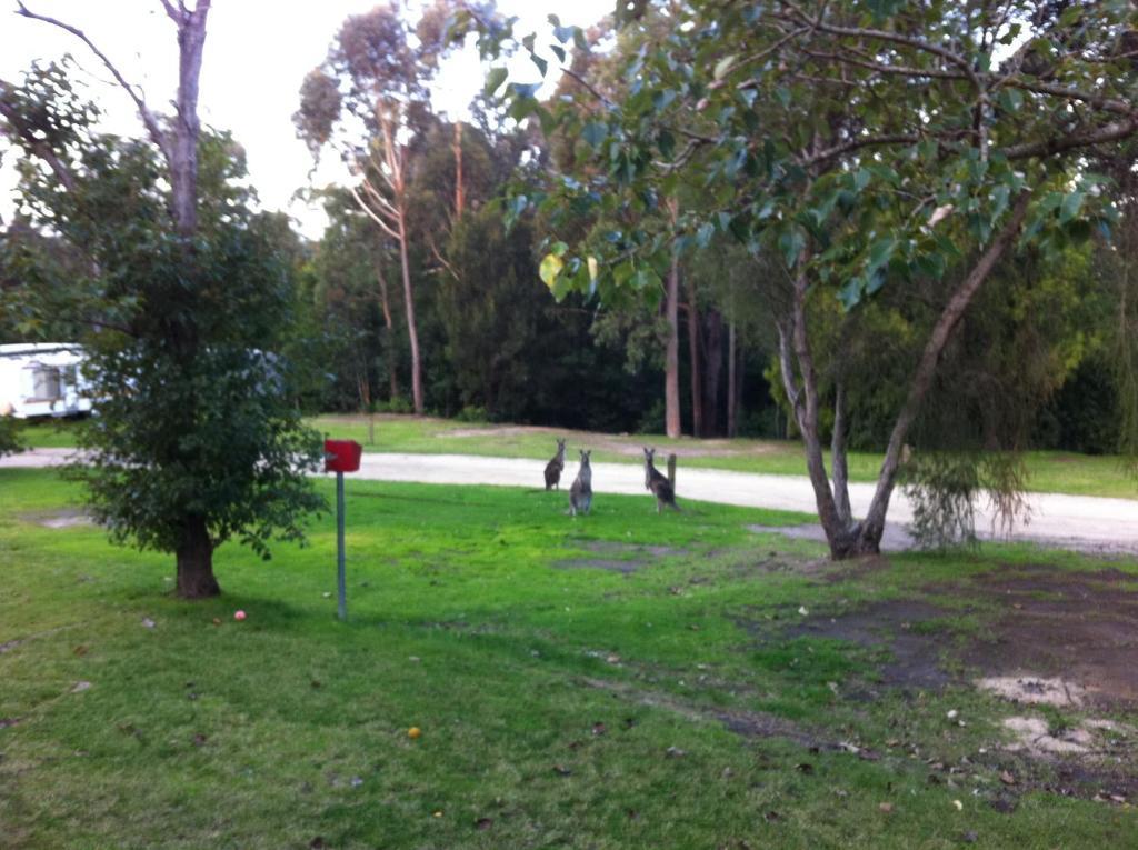 Mallacoota'S Shady Gully Caravan Park Exterior foto
